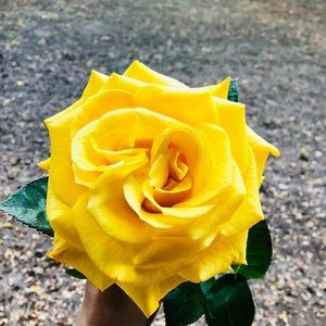 Meet your Posher, Emma